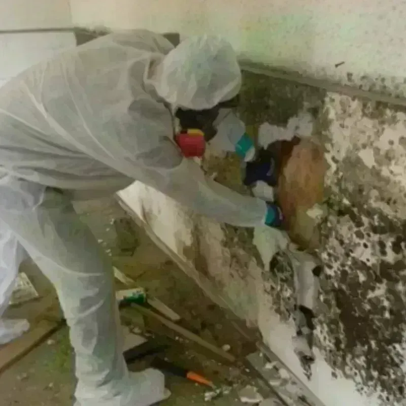 Mold Remediation and Removal in Boerne, TX